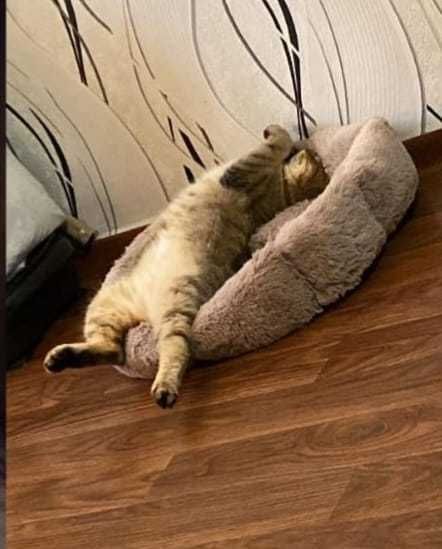Кошке Асе нужен новый дом!