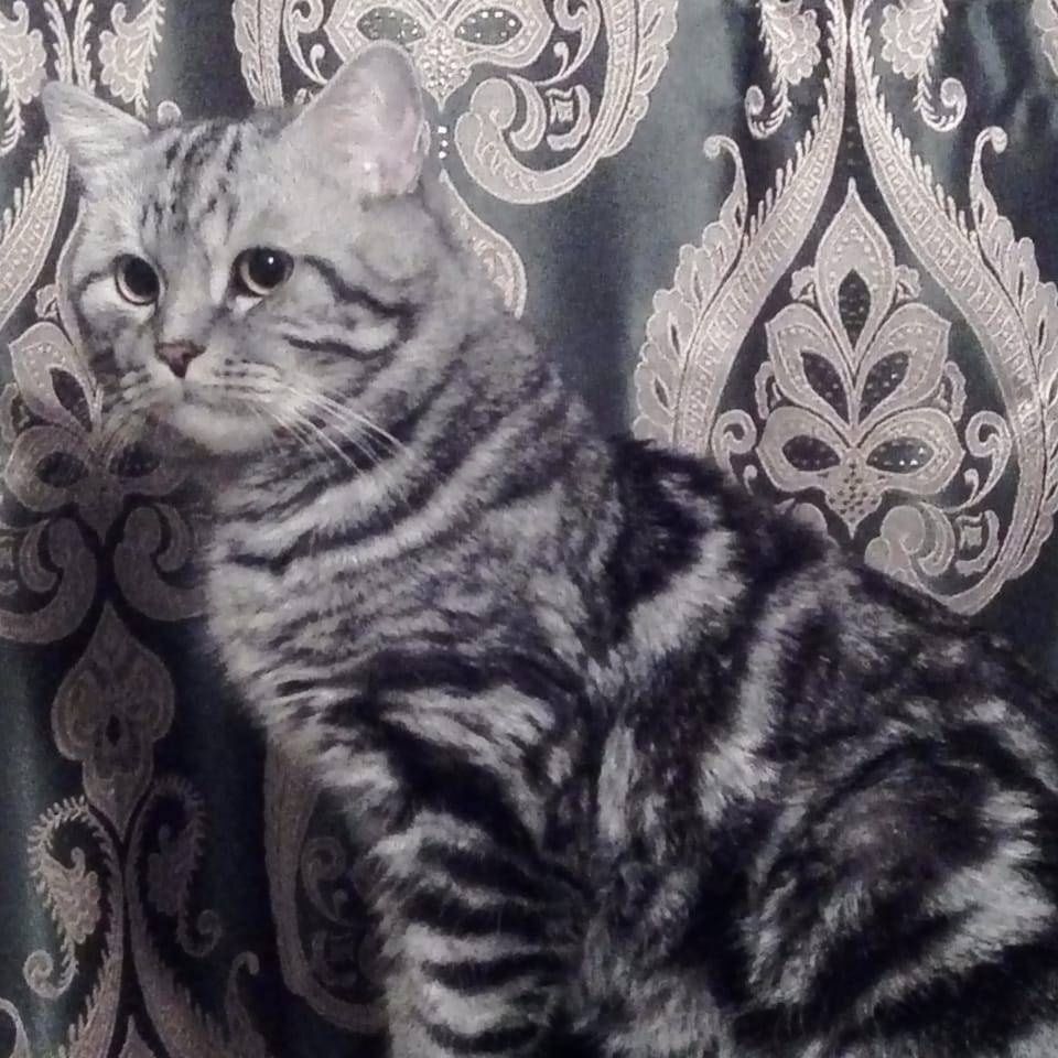 Шотландский котик приглашает на вязку