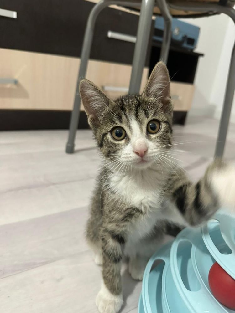 Отдам котенка, смышленная