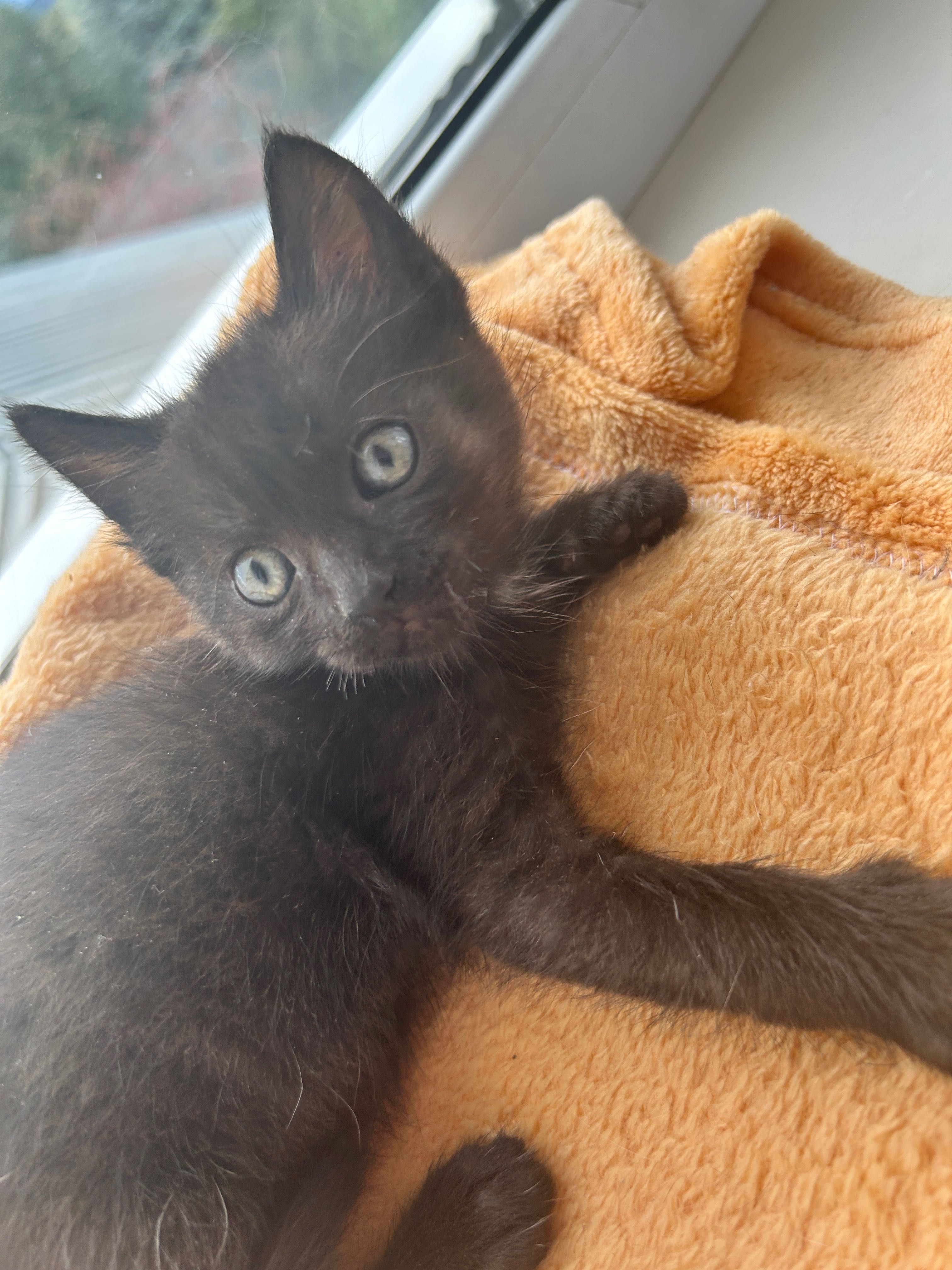 Котята мальчик котенок 2 месяца в добрые руки БЕСПЛАТНО