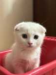 Шотландский вислоухий котенок Мальчик