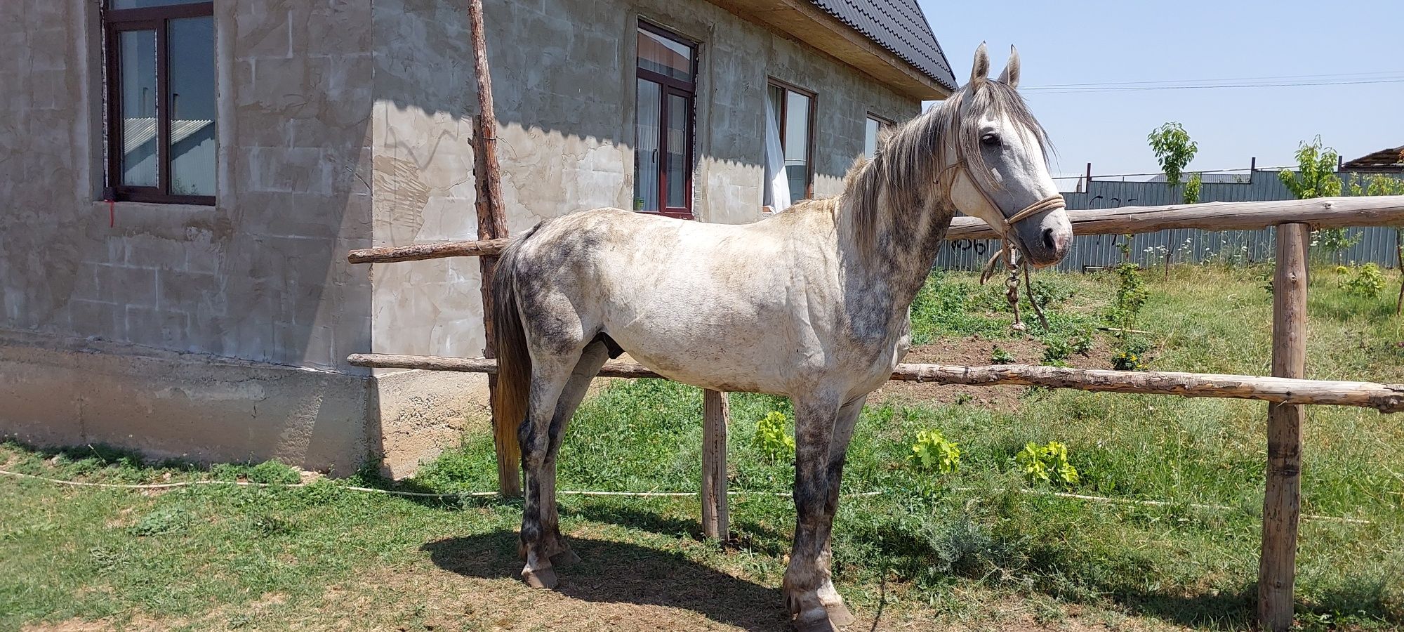Продам лошадь Орловский рысак