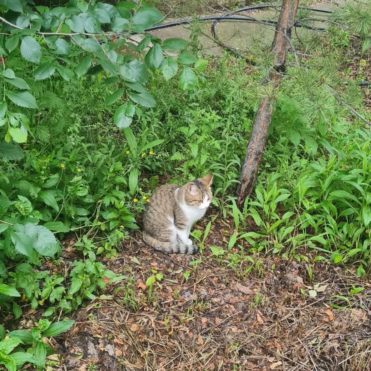 Отдадим кошку и кота