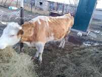 Продам дойную карову