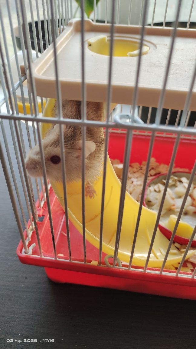 Продам хомячат с клетками