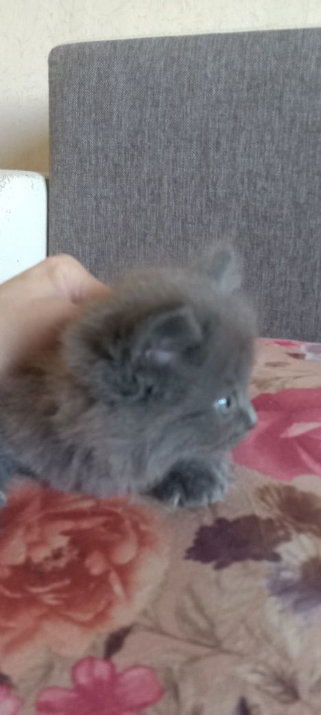 Oтдам котят в хорошие руки