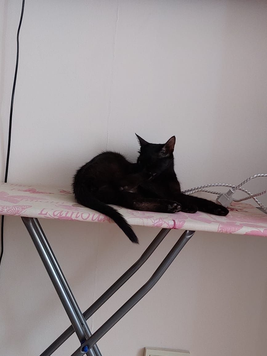Кошка бесплатно в добрые руки