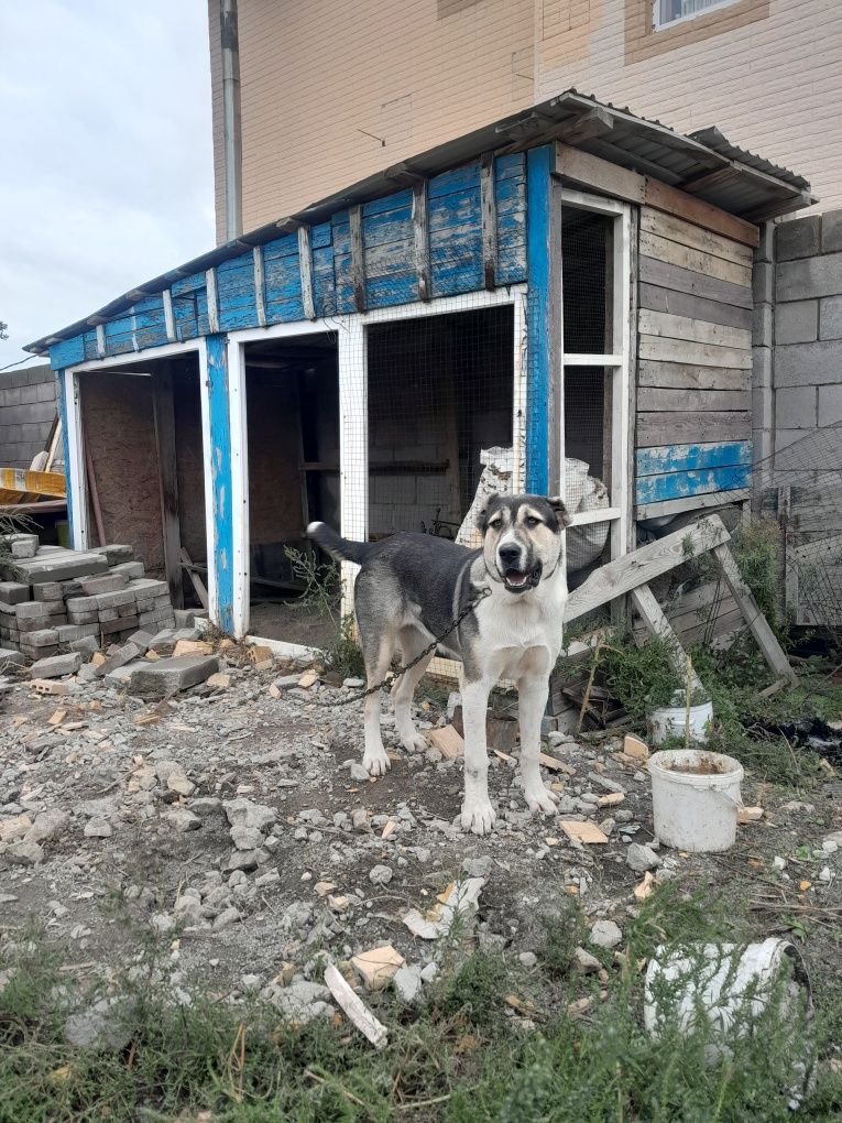 Продам щенка Алабая