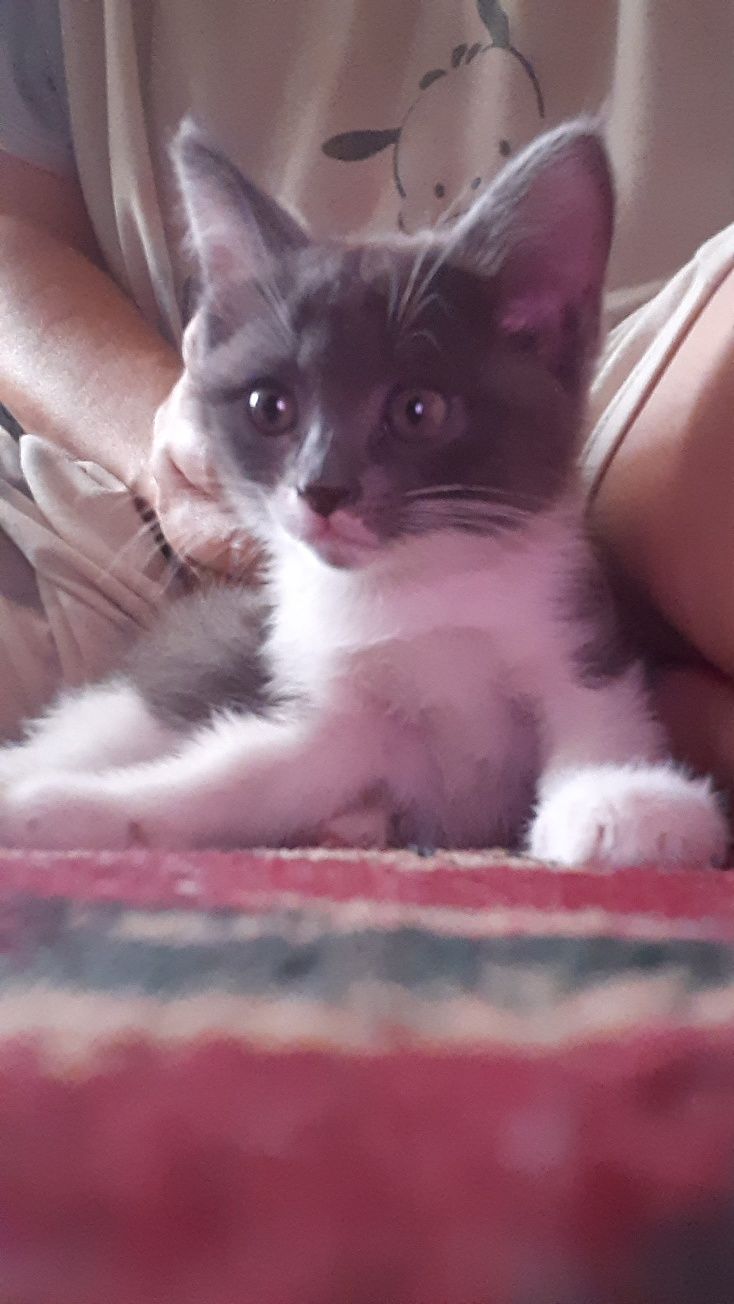 Продается котята милые