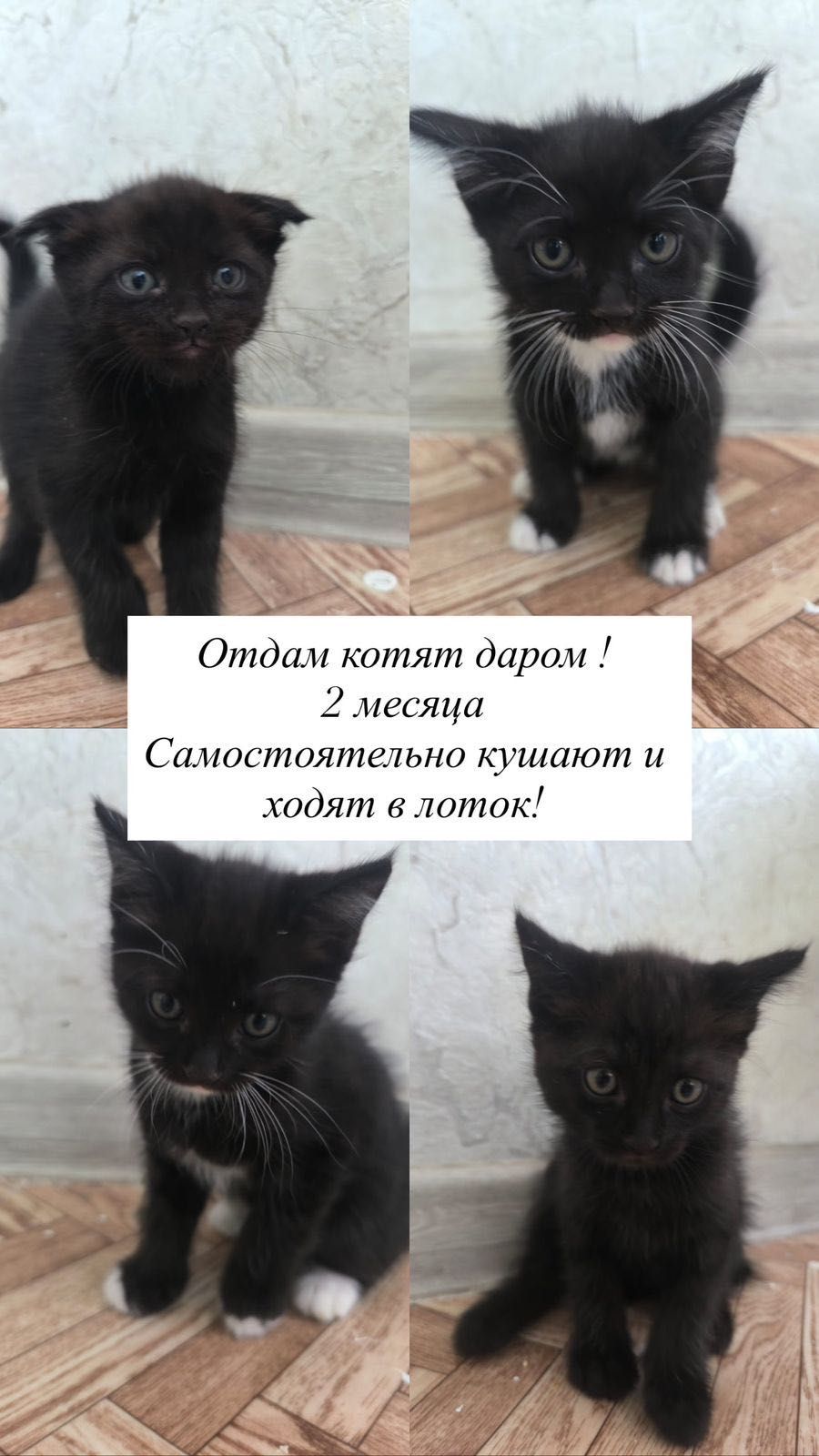 Котята 2 месяцев