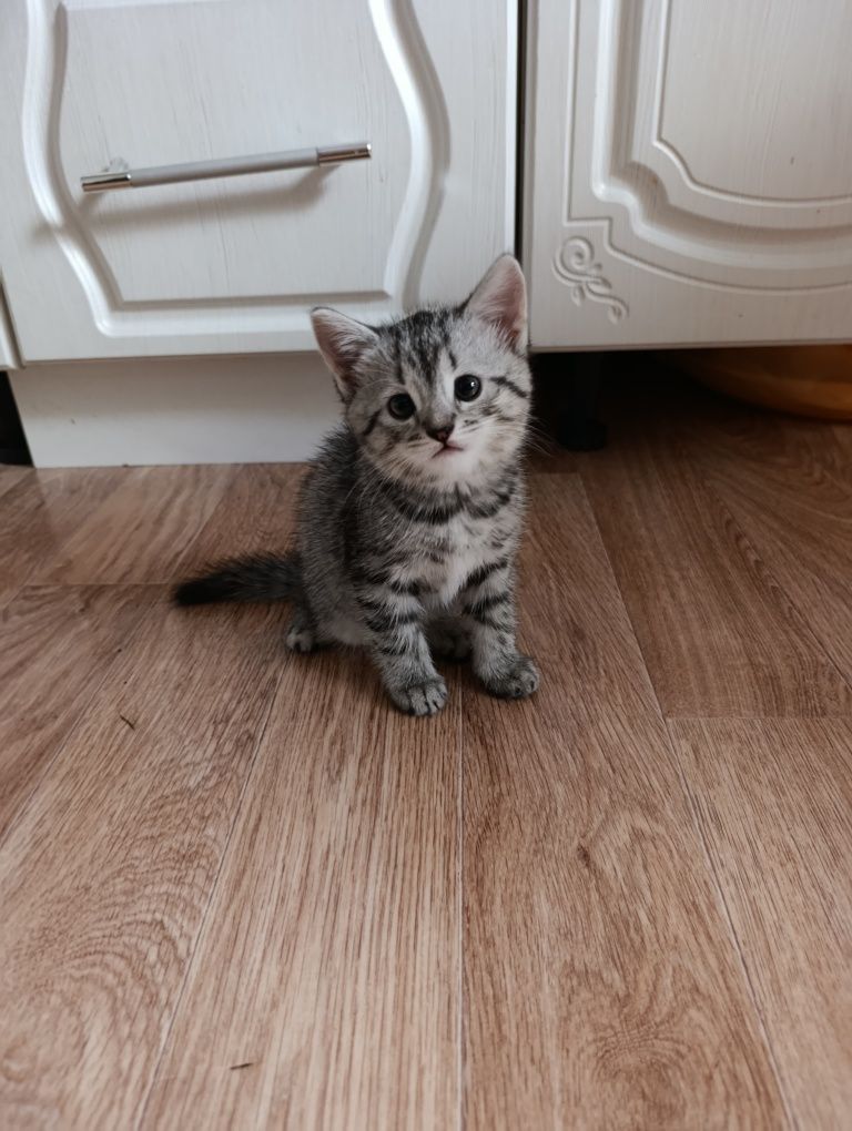 Продам котёнок пародистый