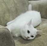 Кошки  и котята в добрые руки