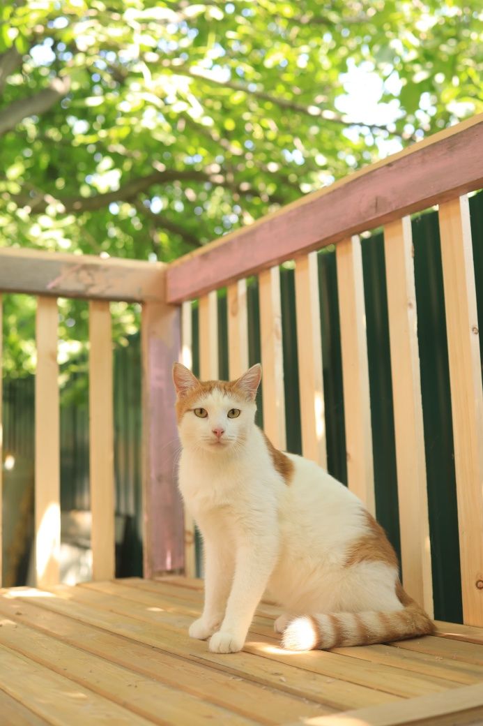 Котик Борис в добрые руки