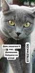 Кошечке, 4 мес., нужен дом