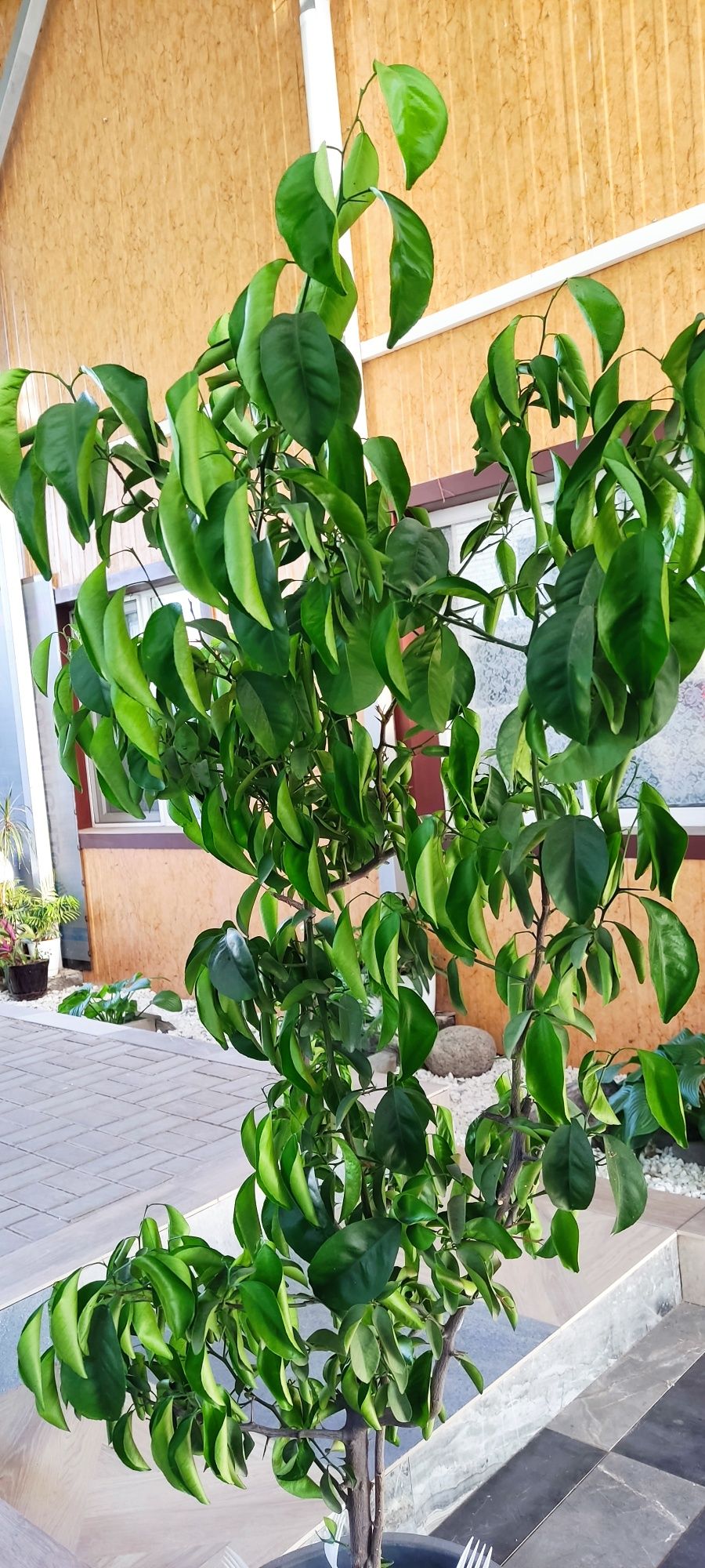 Домашние растения/ герань, денежное, мандариновое деревья/алоэ
