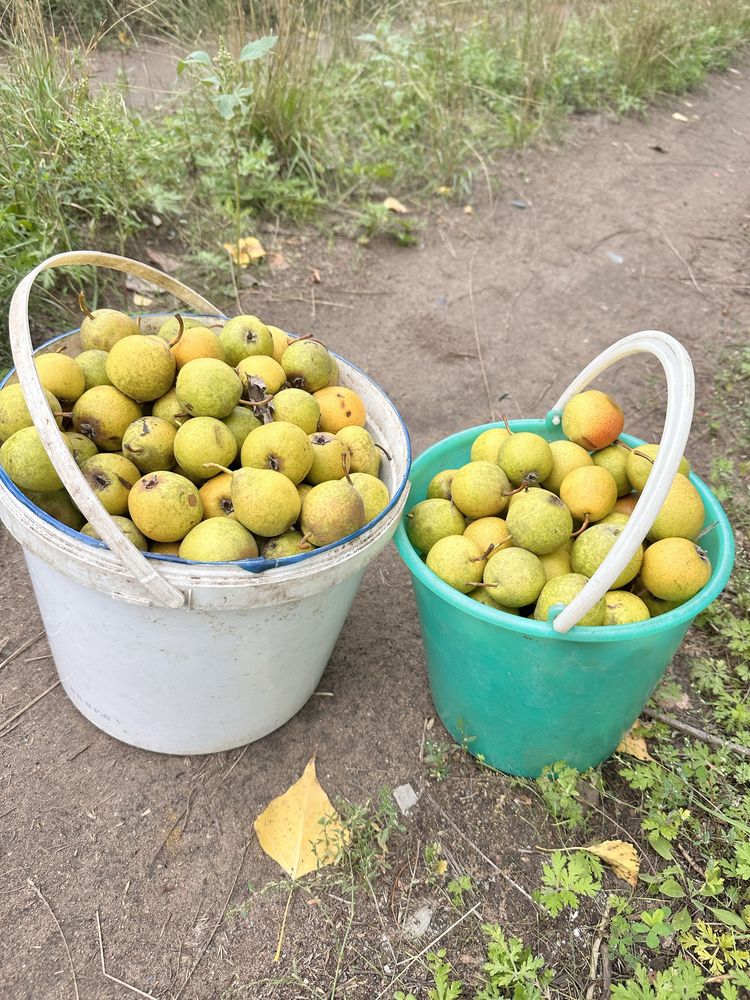 Груша сладкая сочная(ДОСТАВКА)