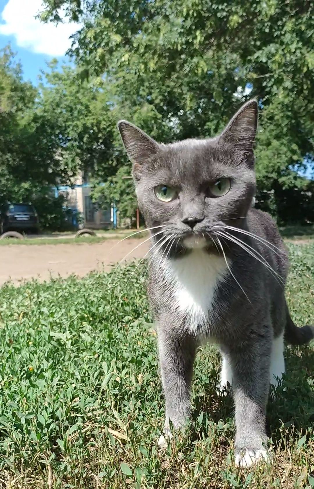 Кошка, стерилизованная, домашняя, преданная