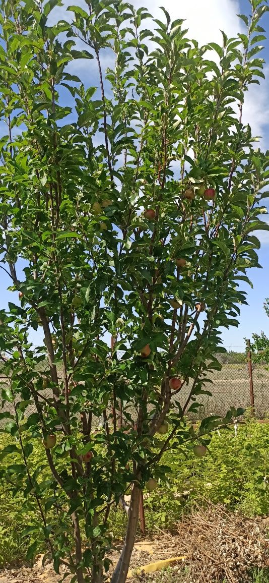 Продам данный участок в пос .Алмалы содовое общество Строитель