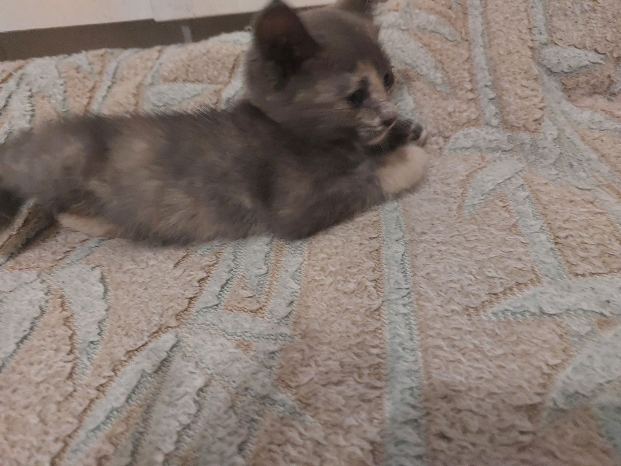 Котята котята котята