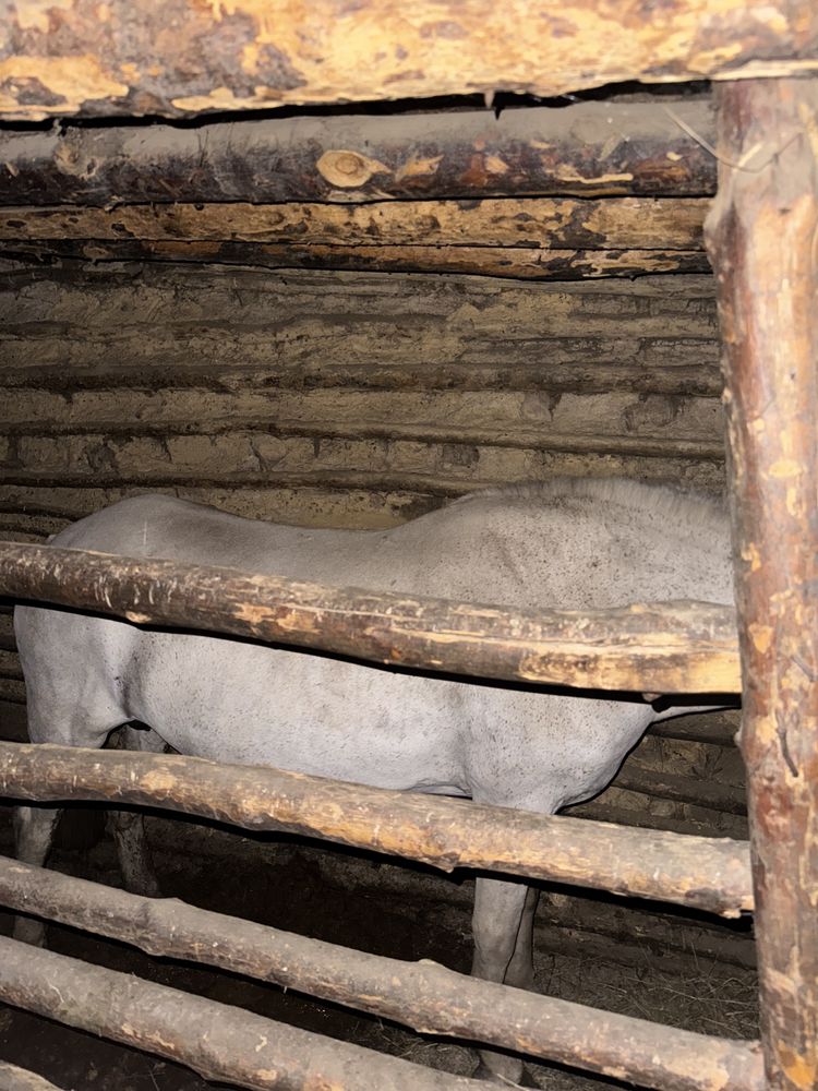 Продам кобылу на откорме