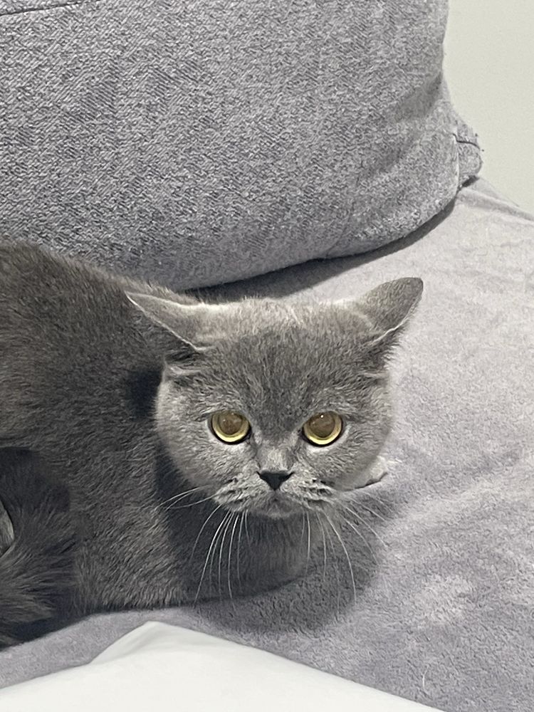 Котенок Scottish Fold