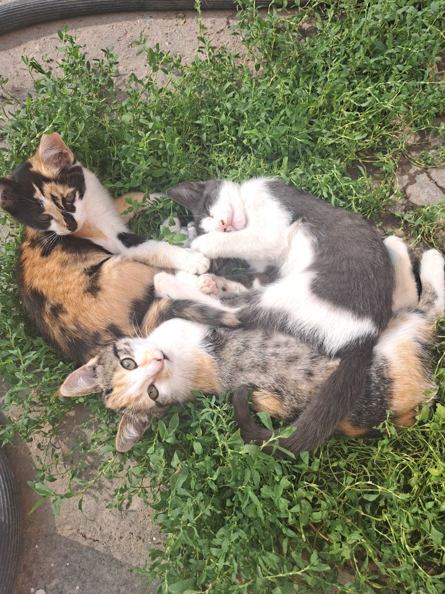 Дарю котят в доброе руки