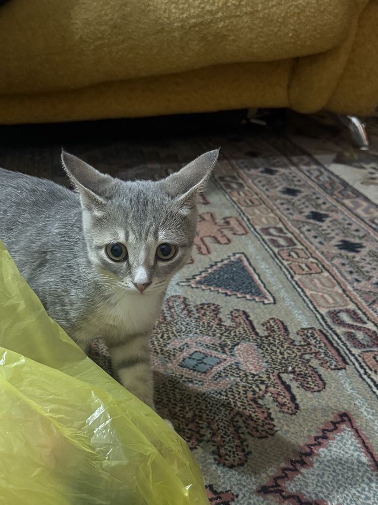 Отдам котёнка-девочку в добрые руки