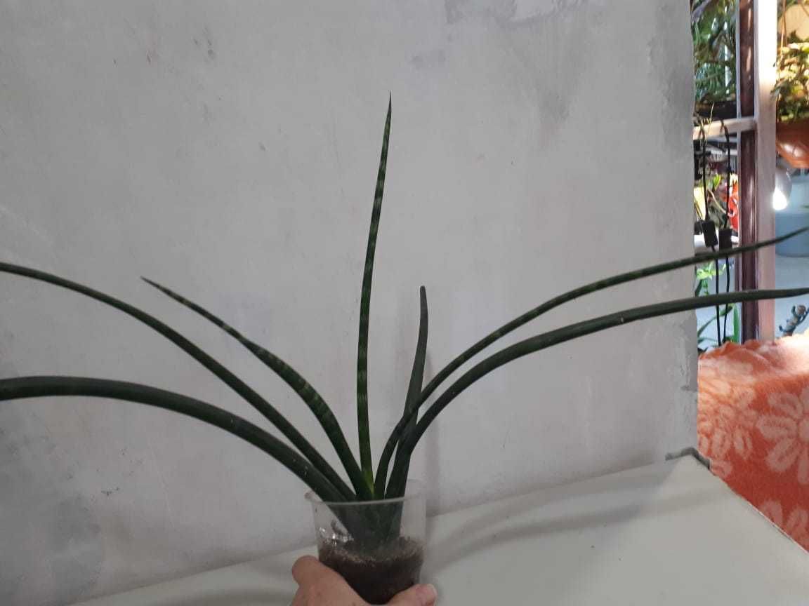 Сансевиерия (Sansevieria)
