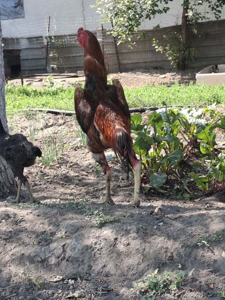 Продам питуха дакана!
