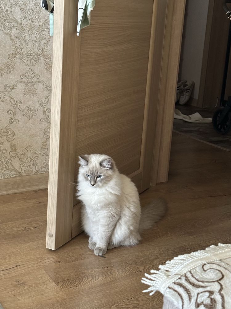 Британский длинашерстная кошка и кот.