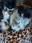 Котята в хорошие руки