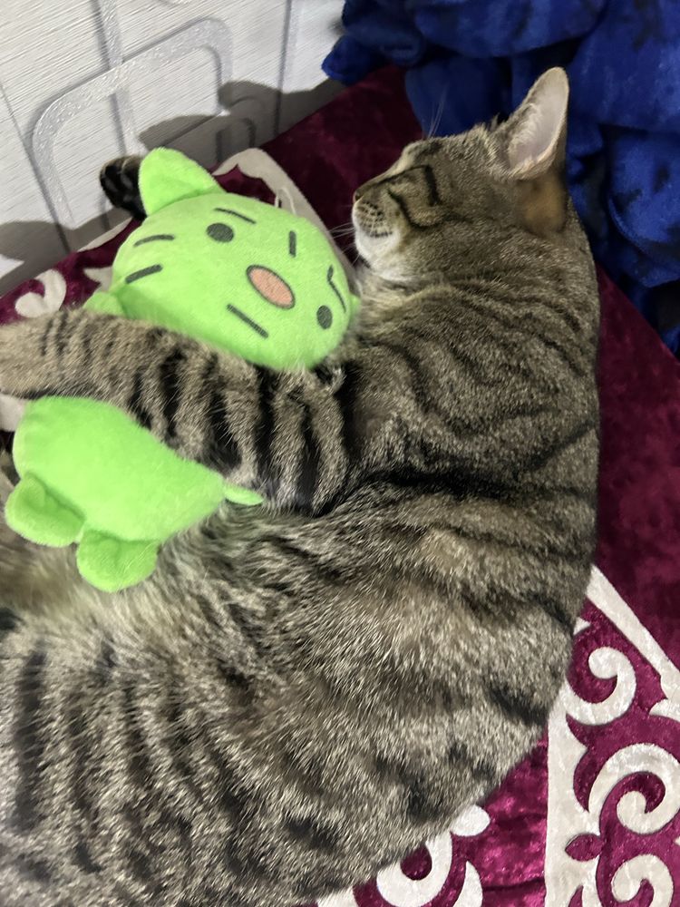 Отдам кота в хорошие руки