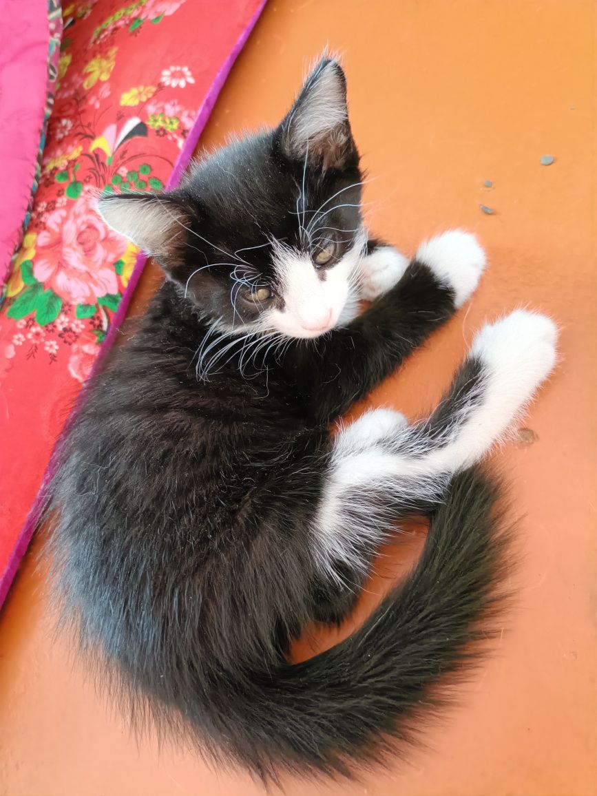 Котята пародистые, милые и шустрые
