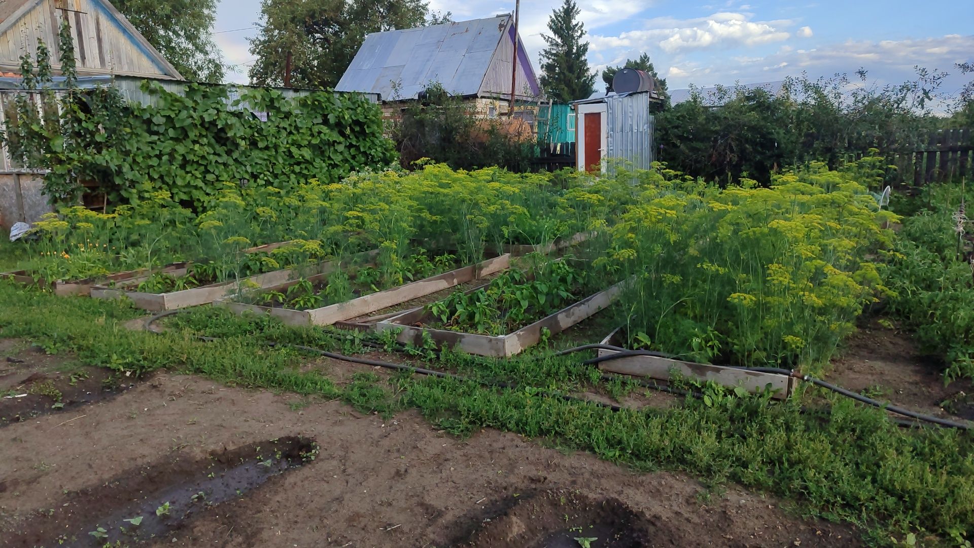 Продам дачу сады 1