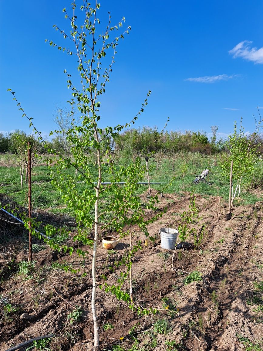 Продам березы, до 5 метров