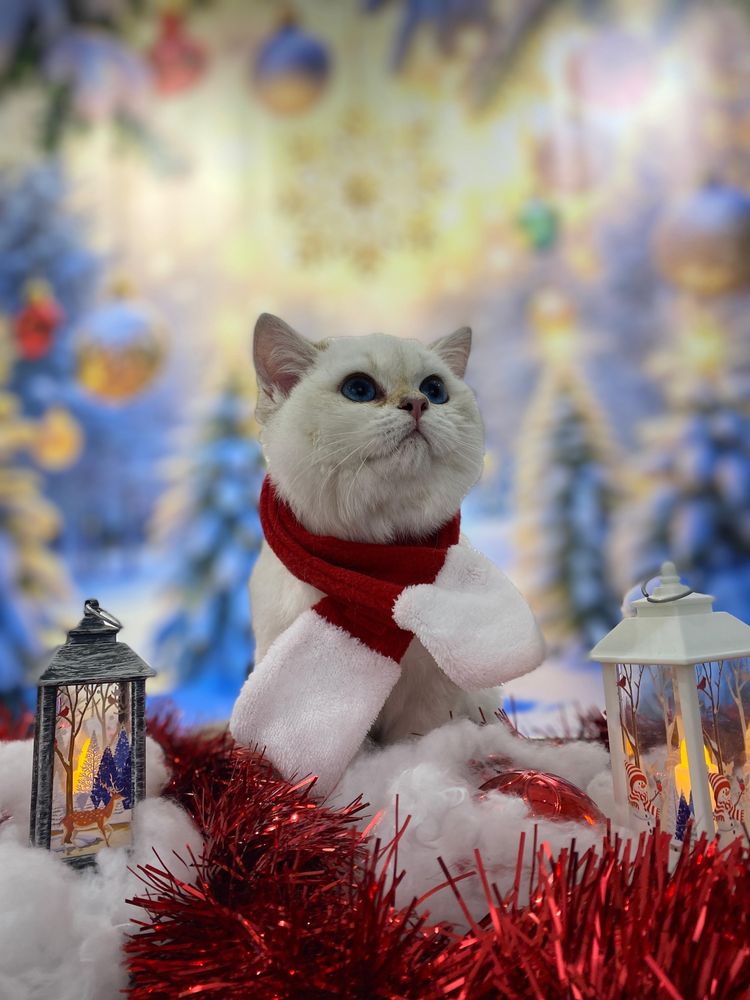 Продам британскую шиншиллу колор поинт котенка