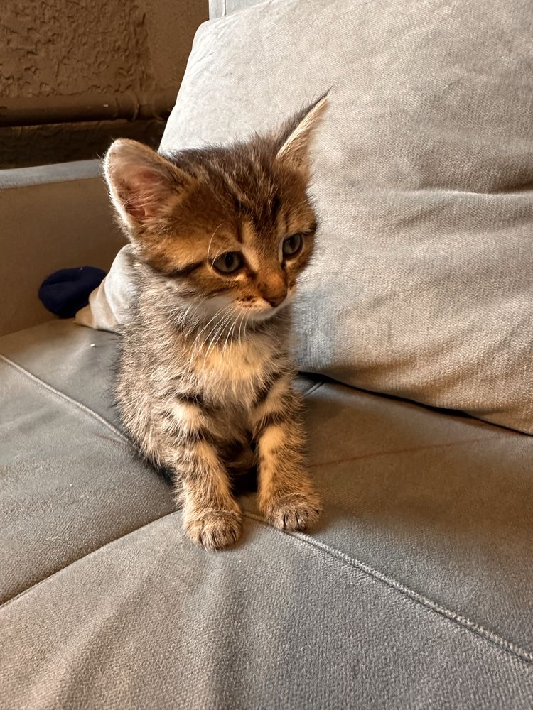 *••* Отдам котяТ  *••*