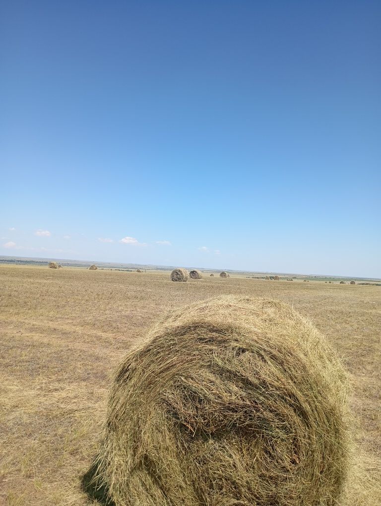 Сено в рулонах с поля