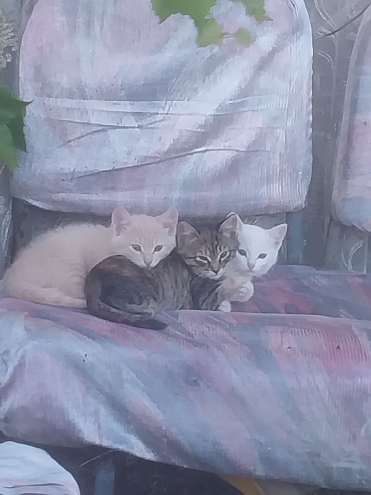 Отдам котят в хорошие руки
