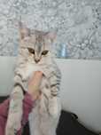 Отдам в добрые руки кошечку