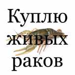 Речной живой рак