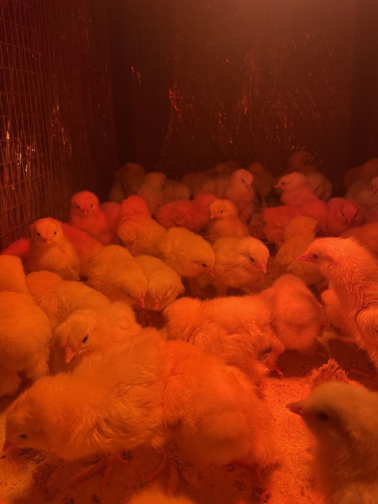 Продам Циплята светлый брама чистакровный