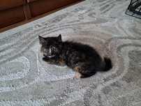 Отдадим котёнка (девочка)в добрые руки