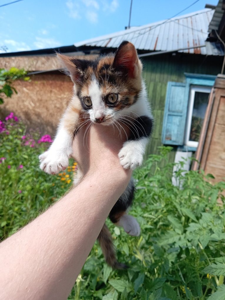 Отдам котёнка в хорошие руки)