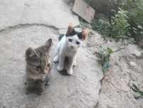 Отдам котята в хорошие руки