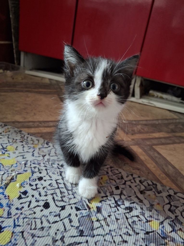 Отдам котят в хорошие руки