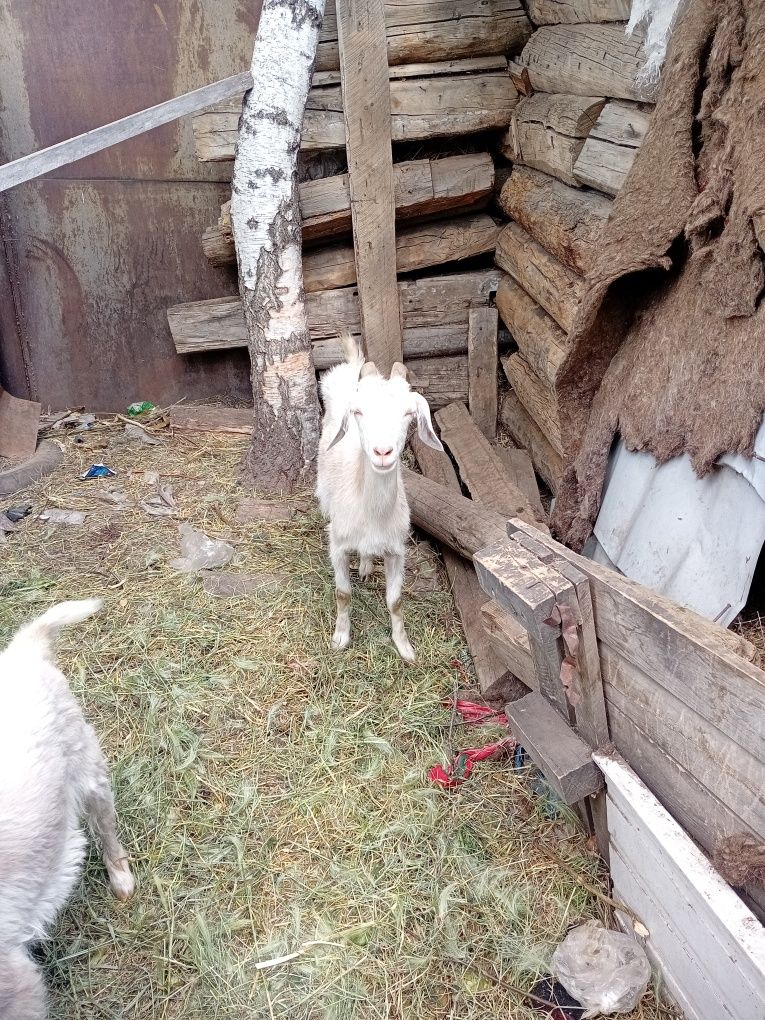 Продам козу хорошая