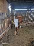 Продам телок стельных