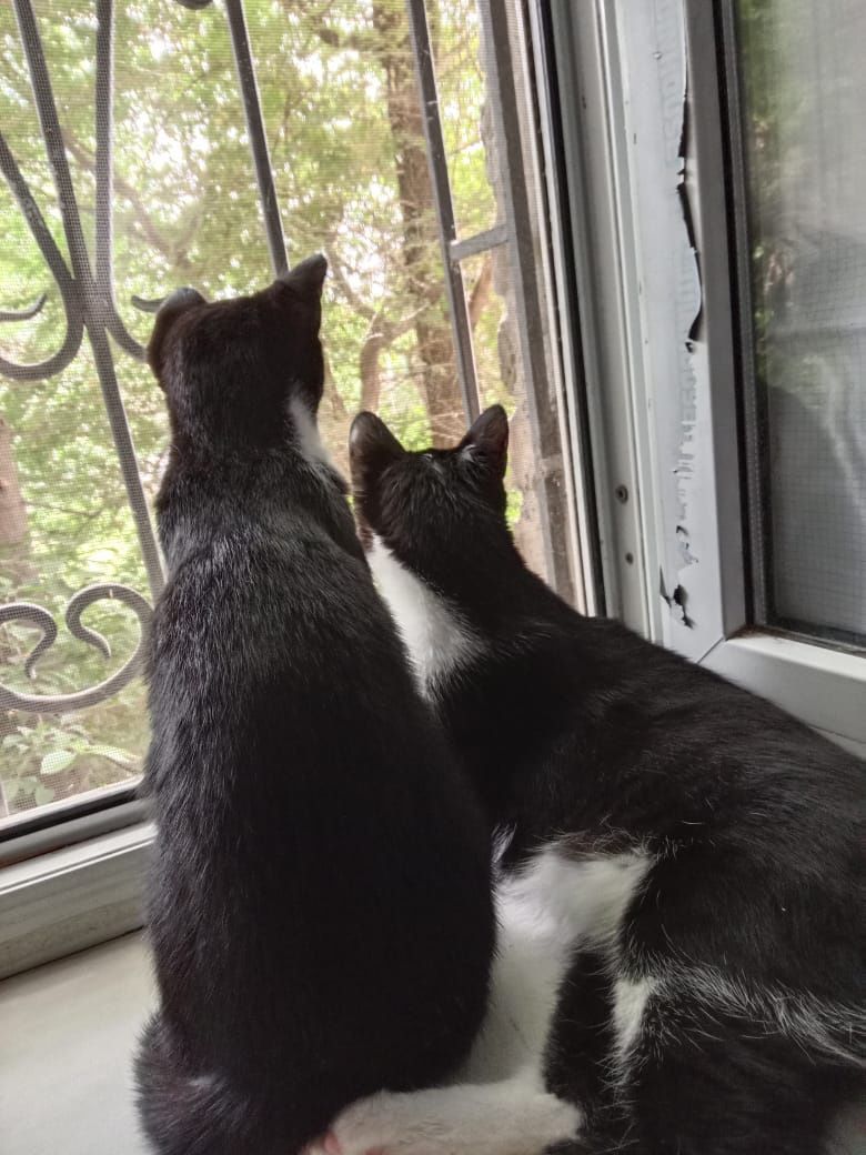 кошки Шымкент кошки