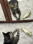 Вязка красивого кота